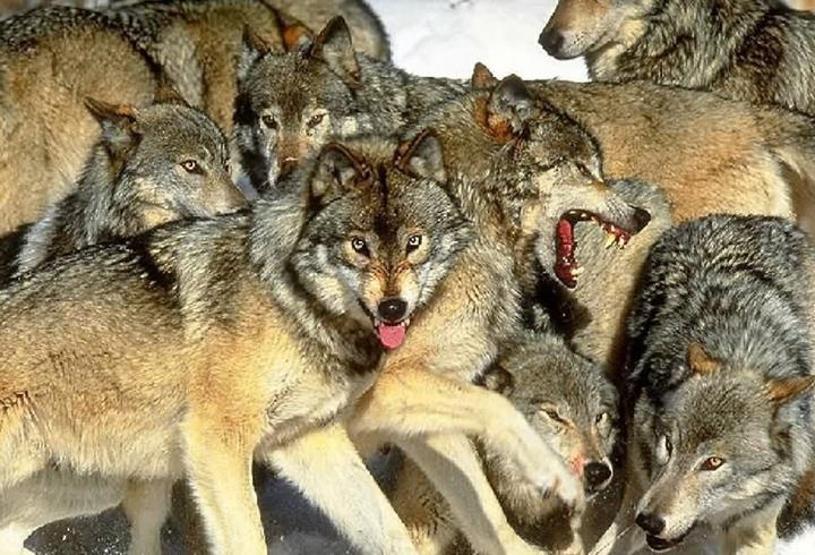 Köpeklerin soyu Orta Asyaya dayanıyor