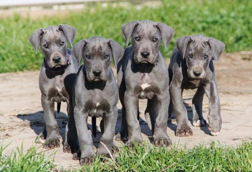 Köpeklerin soyu Orta Asyaya dayanıyor