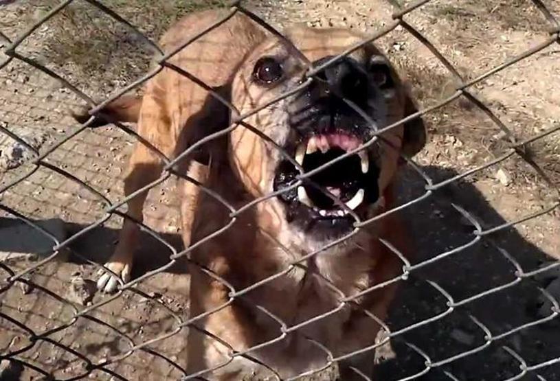 Köpeklerin soyu Orta Asyaya dayanıyor