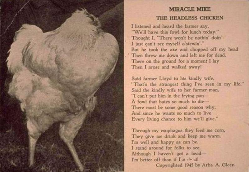 Başsız tavuk Mike, 18 ay nasıl yaşadı