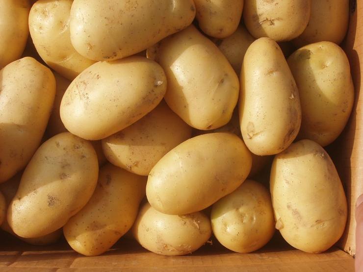 Hasat, patates fiyatını düşürecek