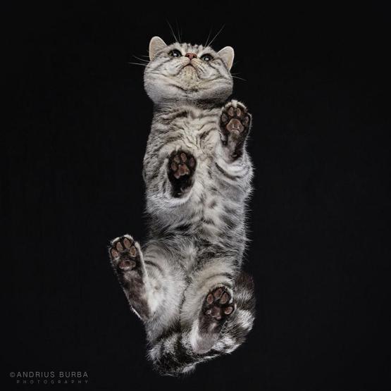 Hiç görmediğiniz kedi fotoğrafları