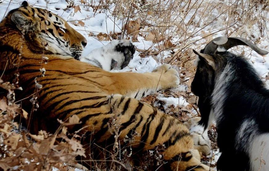 Kaplan Amur, dostu Teke Timuru az daha öldürüyordu