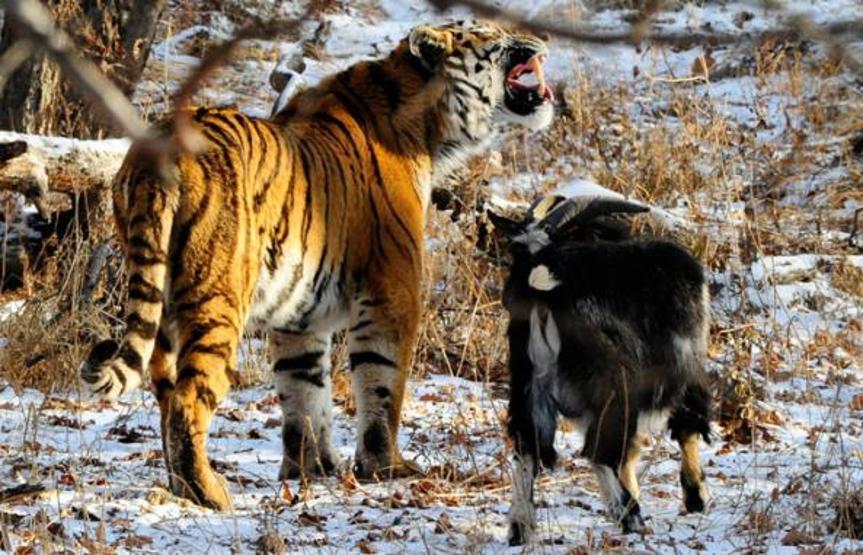 Kaplan Amur, dostu Teke Timuru az daha öldürüyordu