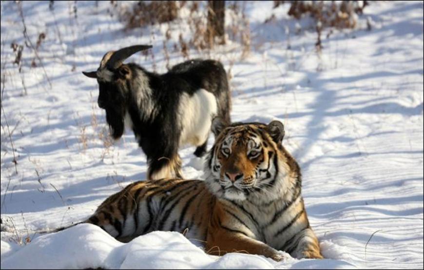 Kaplan Amur, dostu Teke Timuru az daha öldürüyordu