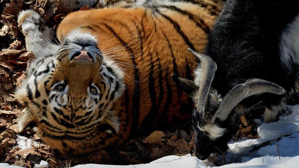 Kaplan Amur, dostu Teke Timuru az daha öldürüyordu
