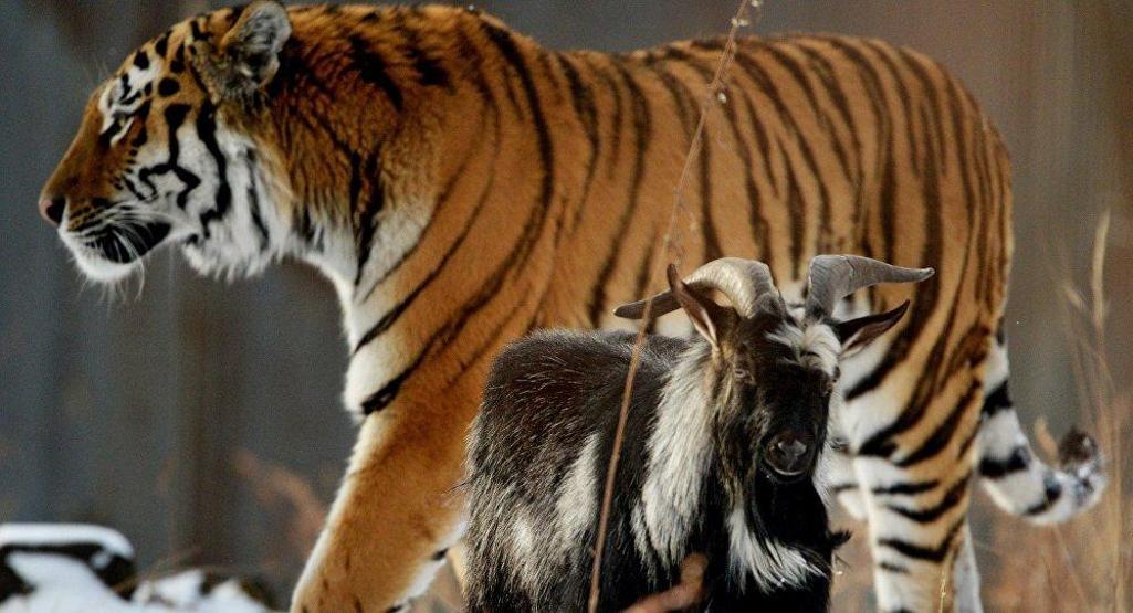 Kaplan Amur, dostu Teke Timuru az daha öldürüyordu