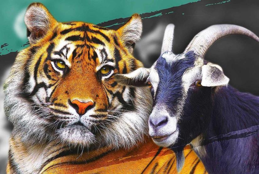 Kaplan Amur, dostu Teke Timuru az daha öldürüyordu