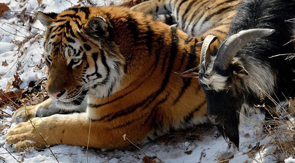 Kaplan Amur, dostu Teke Timuru az daha öldürüyordu