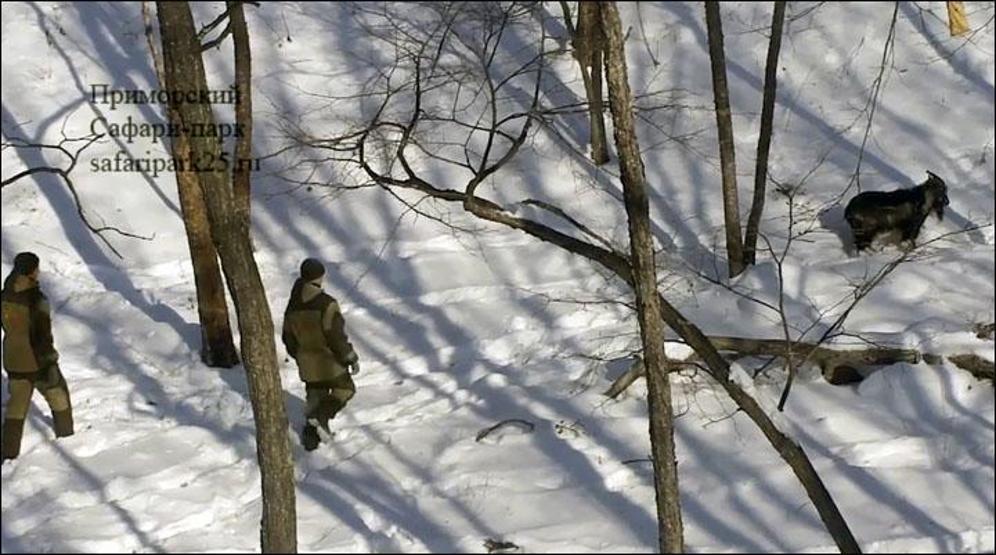 Kaplan Amur, dostu Teke Timuru az daha öldürüyordu