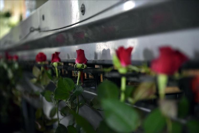 Gül üreticilerinde 14 Şubat mesaisi