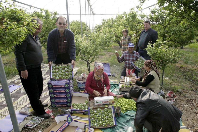 İlk erik 300 liradan satıldı