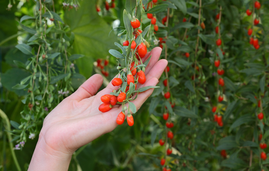 Goji berry’nin 10 mucizevi faydası