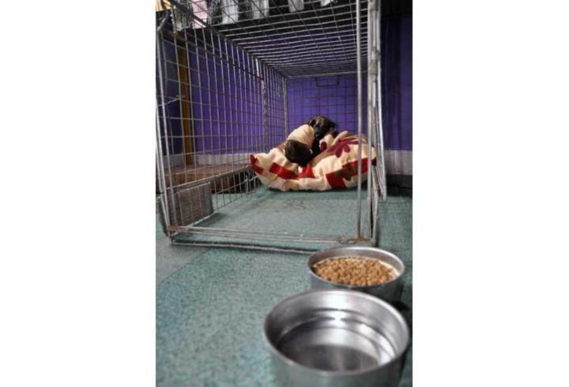 Zifte bulaşan köpeği 4 saatlik çalışmayla kurtardılar