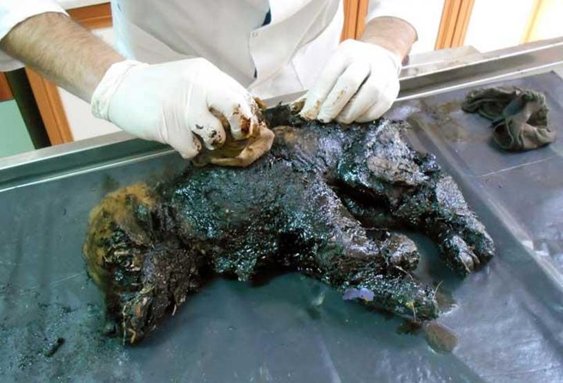 Zifte bulaşan köpeği 4 saatlik çalışmayla kurtardılar