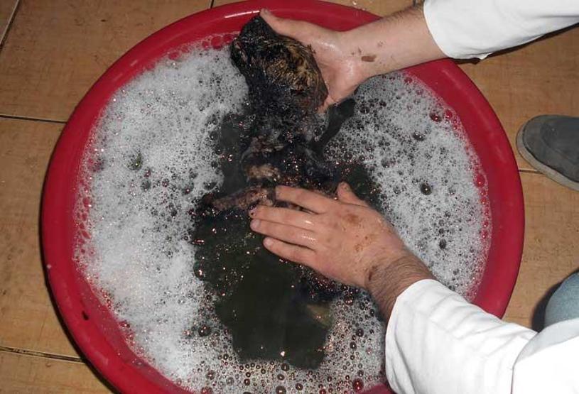 Zifte bulaşan köpeği 4 saatlik çalışmayla kurtardılar