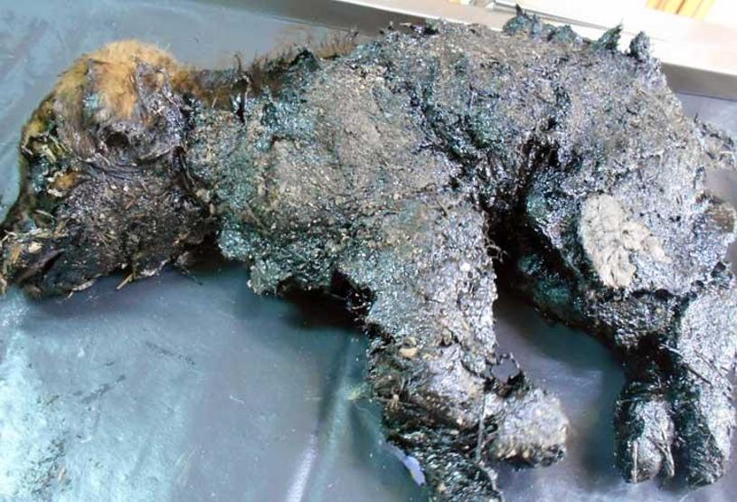 Zifte bulaşan köpeği 4 saatlik çalışmayla kurtardılar