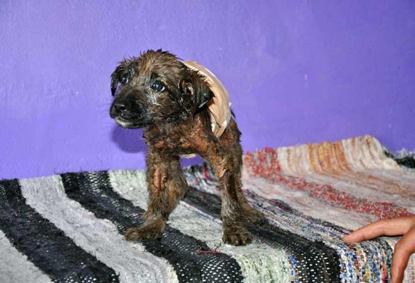 Zifte bulaşan köpeği 4 saatlik çalışmayla kurtardılar