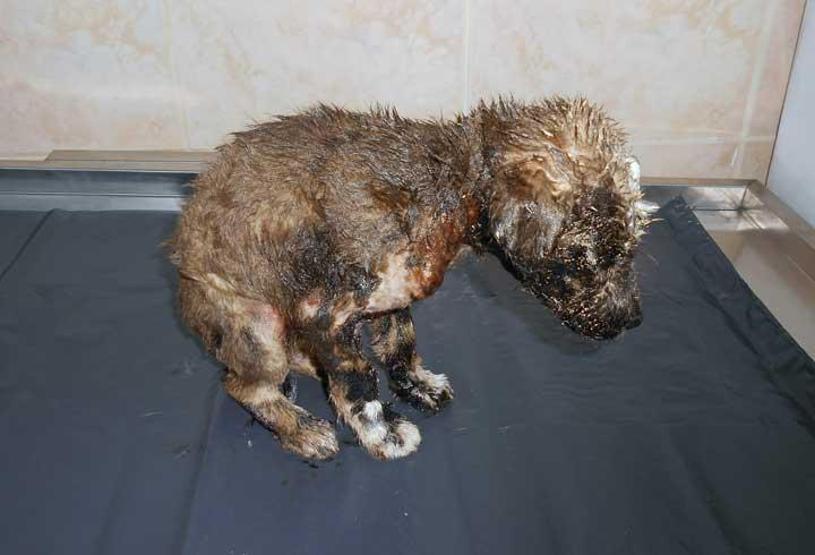 Zifte bulaşan köpeği 4 saatlik çalışmayla kurtardılar