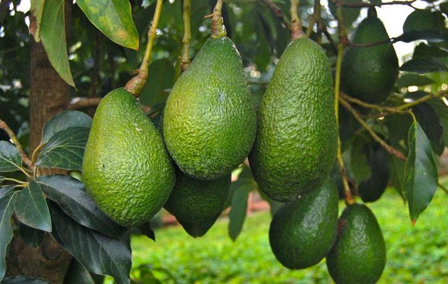 Tüm meyveler bir yana, avokado bir yana