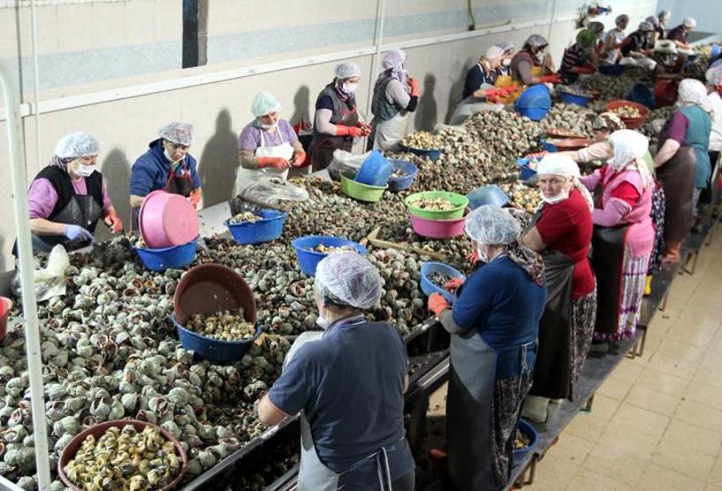 Hem eti hem kabuğu 15 milyon dolar kazandırıyor
