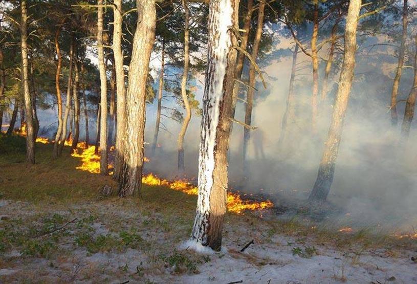 Son bir haftada çıkan orman yangınları