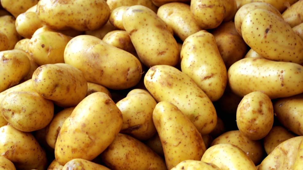 Hasat, patates fiyatını düşürecek