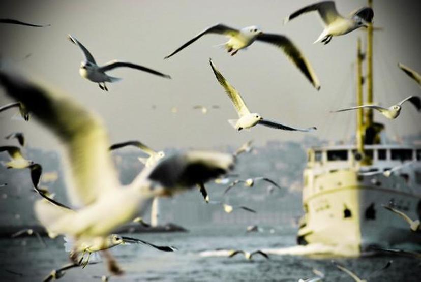 Karda ve soğuk havalarda sokak hayvanlarını da unutmayın
