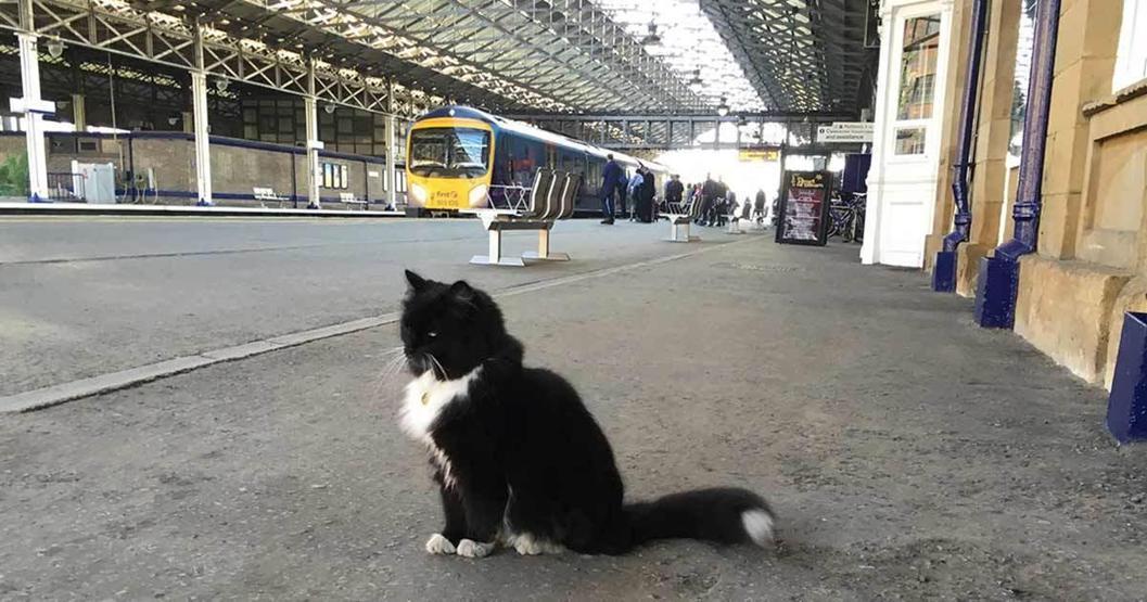 Kıdemli tren garı çalışanı kedi