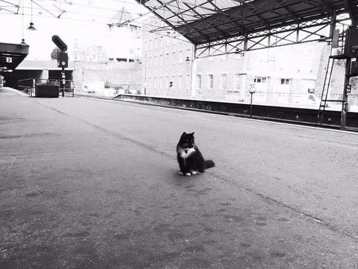 Kıdemli tren garı çalışanı kedi