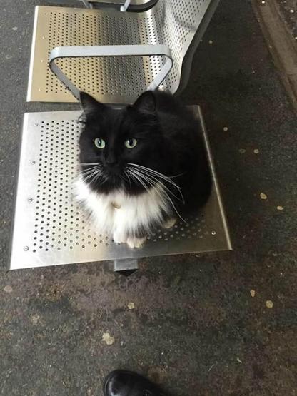 Kıdemli tren garı çalışanı kedi