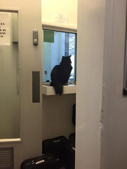 Kıdemli tren garı çalışanı kedi