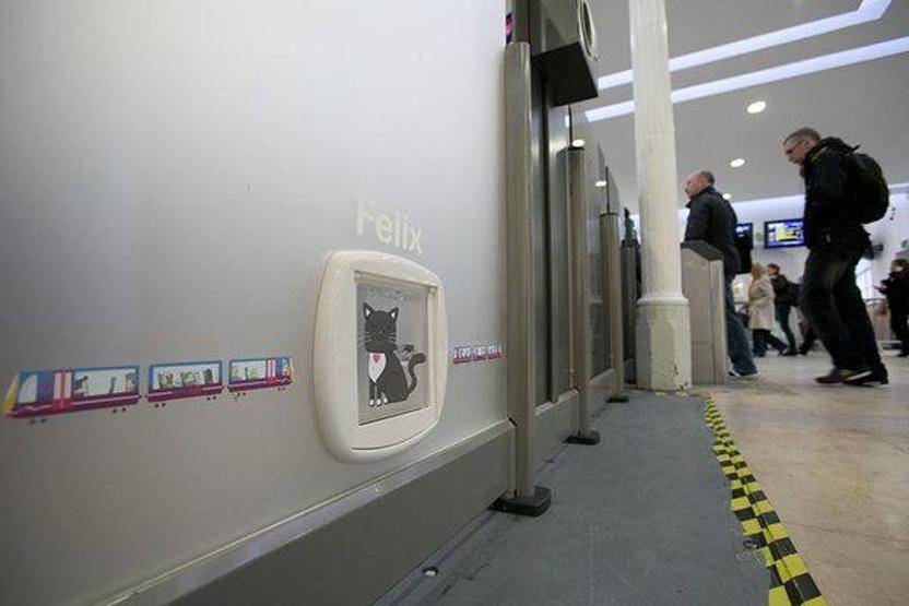 Kıdemli tren garı çalışanı kedi