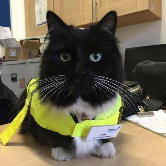 Kıdemli tren garı çalışanı kedi