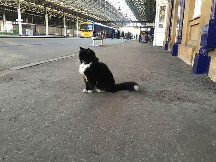Kıdemli tren garı çalışanı kedi
