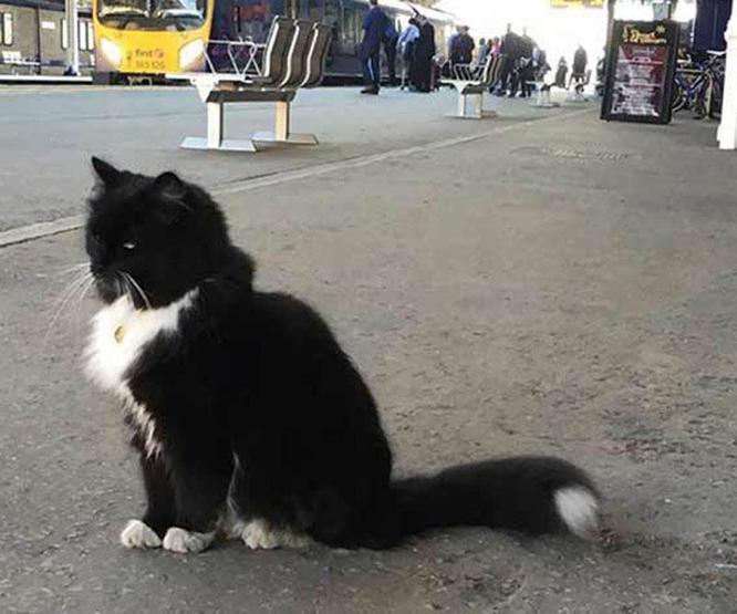 Kıdemli tren garı çalışanı kedi