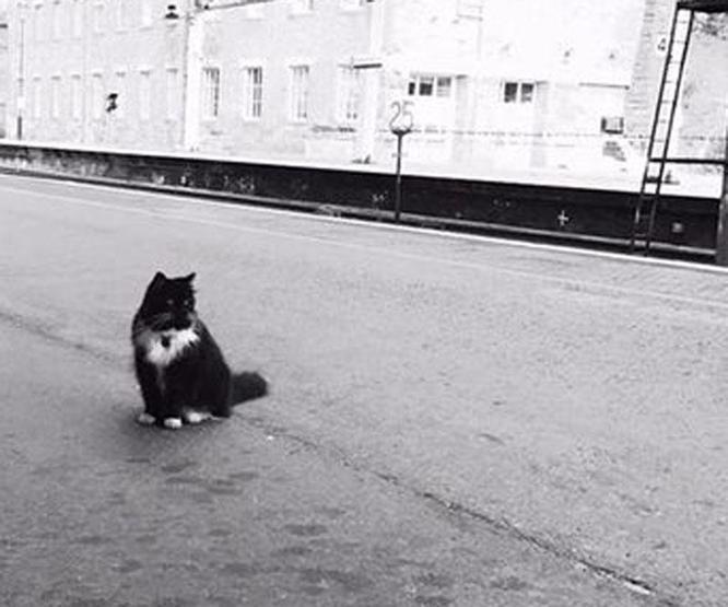 Kıdemli tren garı çalışanı kedi