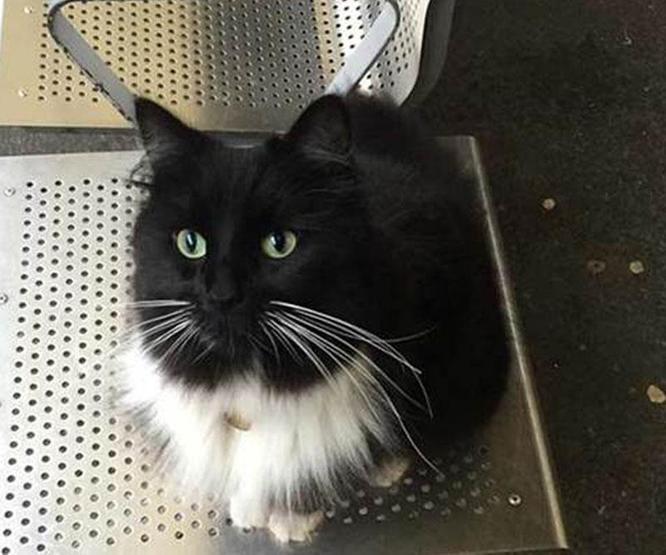 Kıdemli tren garı çalışanı kedi