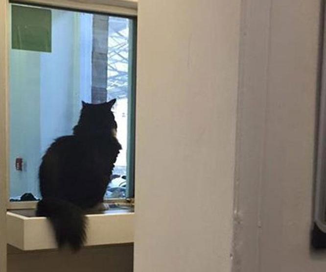 Kıdemli tren garı çalışanı kedi
