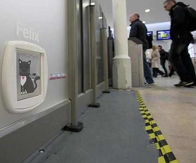 Kıdemli tren garı çalışanı kedi