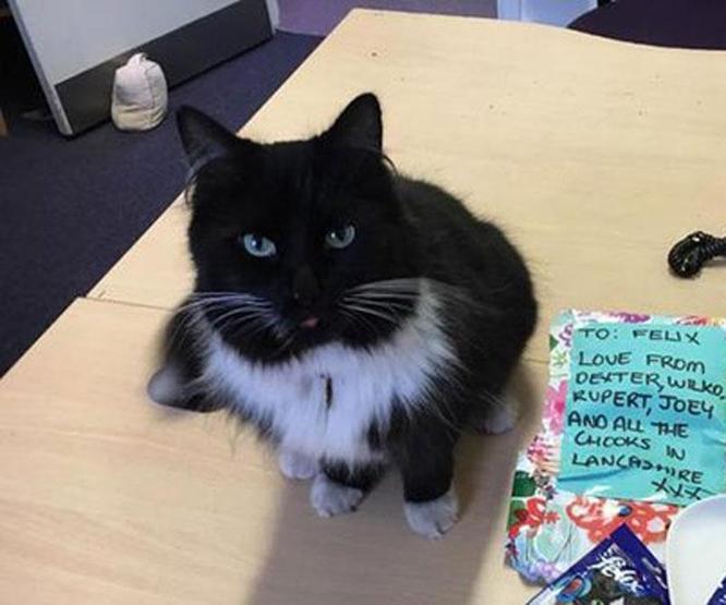 Kıdemli tren garı çalışanı kedi