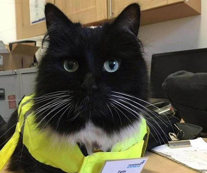 Kıdemli tren garı çalışanı kedi