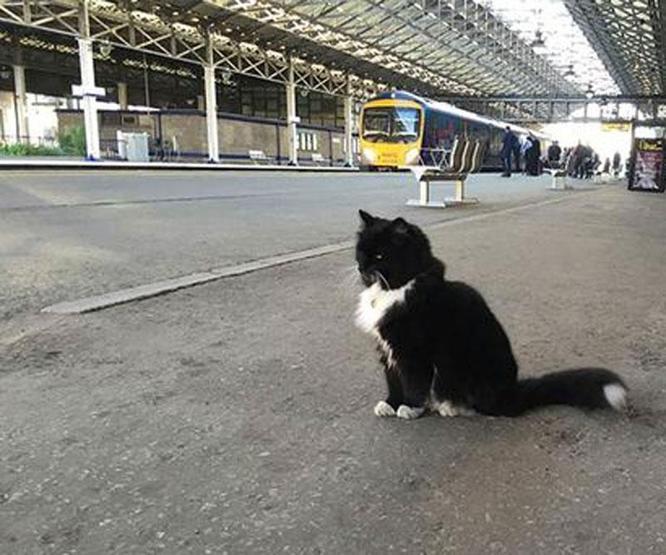 Kıdemli tren garı çalışanı kedi