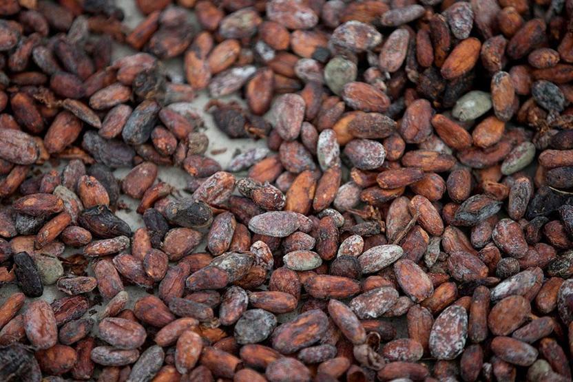 Çikolata yemek 2050de zenginlerin bir ayrıcalığı olacak