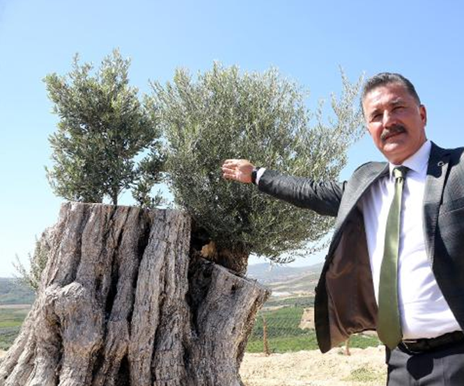 Kesilen 800 yıllık zeytin ağacı meyve verdi