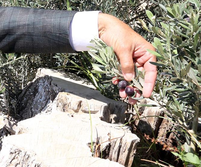 Kesilen 800 yıllık zeytin ağacı meyve verdi