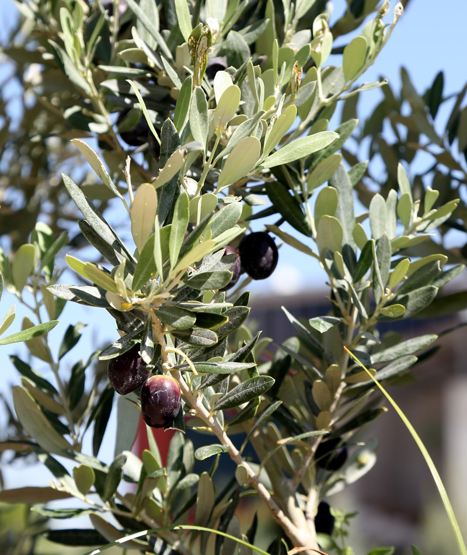 Kesilen 800 yıllık zeytin ağacı meyve verdi
