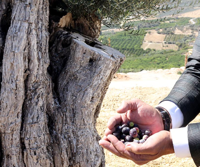 Kesilen 800 yıllık zeytin ağacı meyve verdi