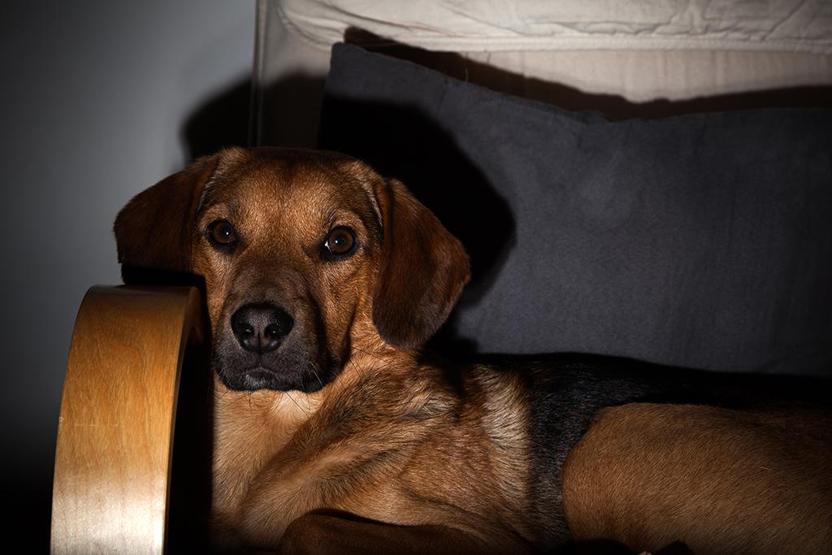 Köpekler TV izlerken ne görüyor