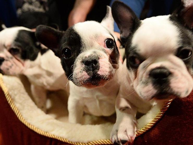 Köpekler TV izlerken ne görüyor